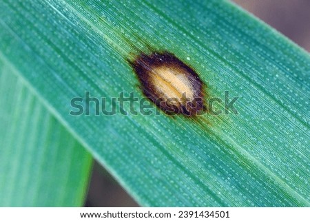 Scald symptoms. Common disease of barley in temperate regions. It is caused by the fungus Rhynchosporium commune and can cause significant yield losses in cooler, wet seasons. Royalty-Free Stock Photo #2391434501