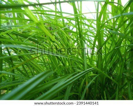 wild grass grows abundantly after the rain
