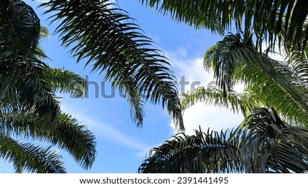 Palm oil trees plantation  view lanscapes and blue sky,taken on low angle,high angle and eye level angle picture at east kalimantan