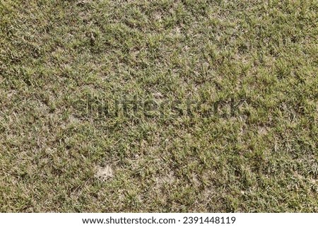 Field of fresh green grass texture as background top view horizontal