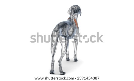 3d rendering anatomy of dog infraspinatus muscle 3d illustration