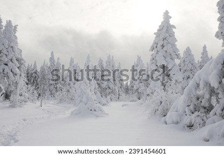 Winter rime and snow covered fir trees on mountainside Royalty-Free Stock Photo #2391454601