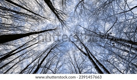 Treetop panorama of beech (fagus)  trees in a german forest in Iserlohn Sauerland on a bright winter day with bare twigs and snow covered branches, seen from below in frog perspective with wide angle.