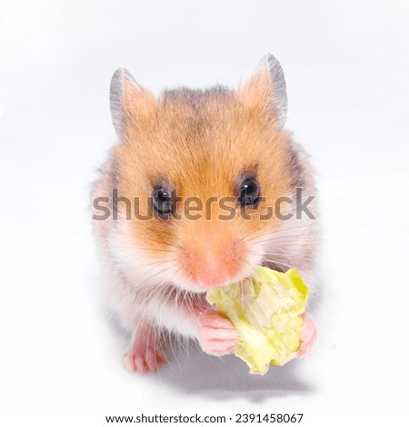 Funny hamster eating salad, isolated on white background.