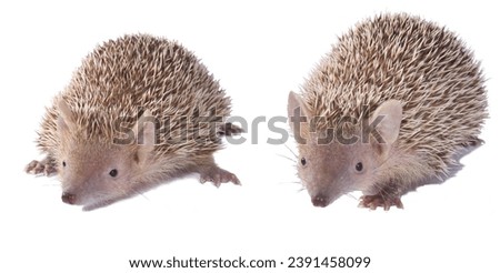 Two young hedgehogs resting in front of a white background. Isolated.