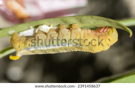Green tea worms eat leaves during the day.