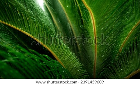 Cycas palm tree leaves covered with tiny water droplets after tropical rain. Abstract natural background or backdrop.