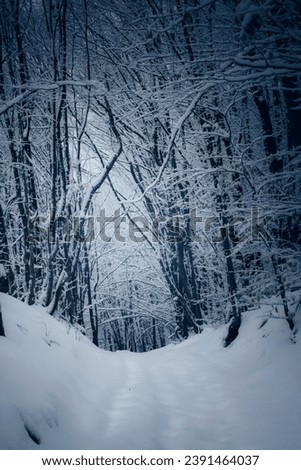 dark mysterious forest path in winter