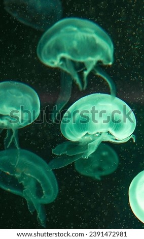 Jellyfish playing with lights against a dark background
