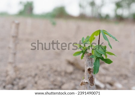 cassava stems that can still survive among hundreds of others that have died from drought