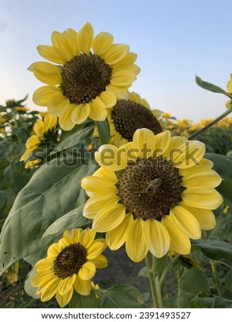 Sunflowers field with sunset, sunflowers blooming stock photo.