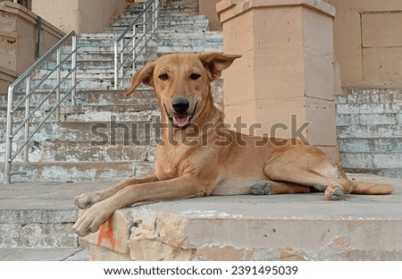 Cute golden retriever puppy lying on the floor in a white floor setting