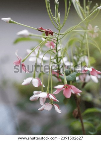 Pink and red Rangoon creeper flowers hanging on a branch isolated on green blurred background display, wallpaper, screensaver, lock screen and home screen or background