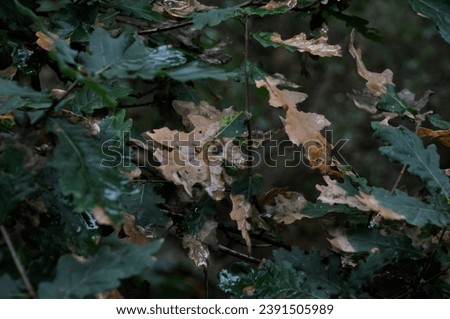 Oaks with leaves withered due to drought Royalty-Free Stock Photo #2391505989