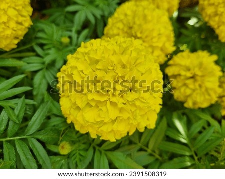 Marigold, Yellow flower, calendula officinalis, Tagetes erecta L., Compositae