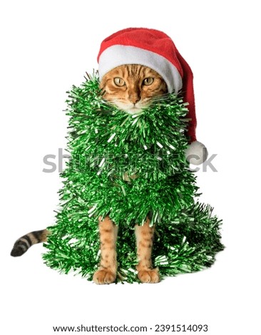 Funny cat in a Santa hat, wrapped in green garland or tinsel. Cat - Christmas tree on a white background.