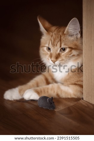 Photo of a ginger cat with a toy mouse.