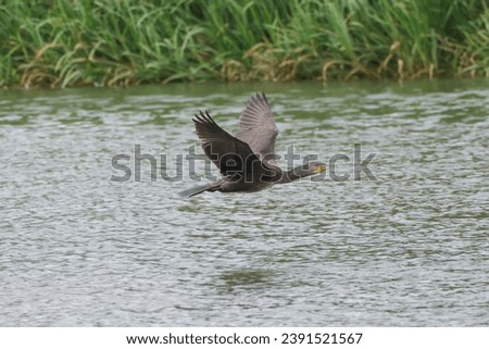 flying cormorant above a lake