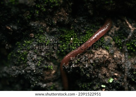 ground worm crawling on mossy wall                        