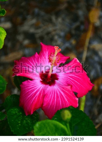 A photograph of a Hibiscus Bloom created on December 30, 2012 as a Macro photo. 