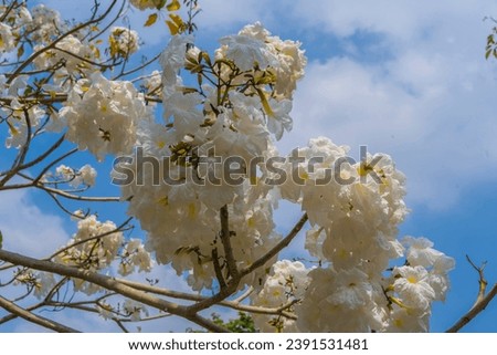 White Tabebuia flowers or Tabebuia heterophylla in blooming season in a tree in Surabaya, East Java, Indonesia.
