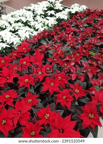 Poinsettia in a pot. Red and white Poinsettia Flowers on a Christmas Market. Royalty-Free Stock Photo #2391533549