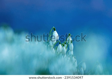 Early spring snowdrops (Galanthus nivalis), selective focus and diffused background in late afternoon light in Rococo Garden near Painswick, The Cotswolds, Gloucestershire, UK Royalty-Free Stock Photo #2391534097