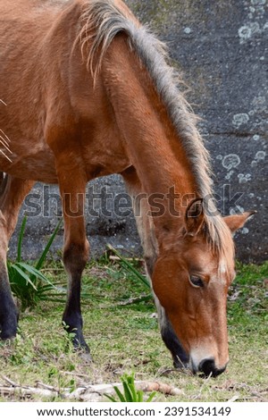 Feral horse grazing near abandoned ruins
