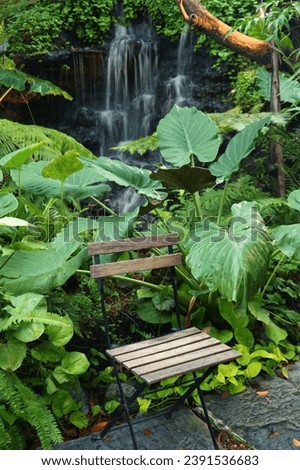Empty wooden chair in a tropical garden with elephant ear plants