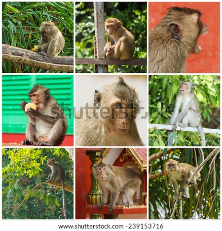 Collage of cute Monkeys with a nine photos