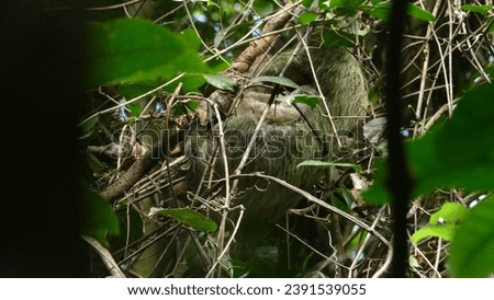 Wildlife in Osa Peninsula near Bahía Drake in Costa Rica : female brown-throated sloth Bradypus variegatus mother hidden in dense foliage with its juvenile
