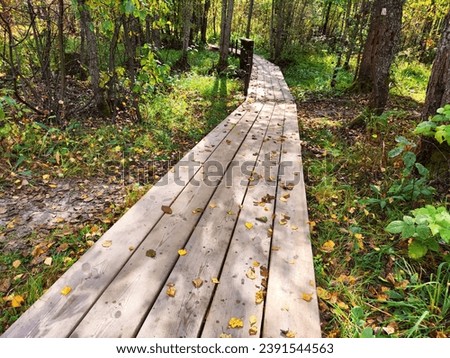Path made of parquet boards with autumn green and yellow leaves and grass around. Background, texture, place for text, frame, copy space and location for photo shooting