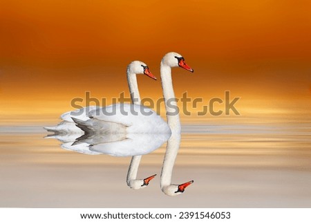 A pair of swans floating calmly on still water. Colorful nature background. 