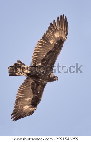 Wild Golden eagle (Aquila chrysaetos) looking down with spread wings against blue sky. Italy, Alps Mountains.