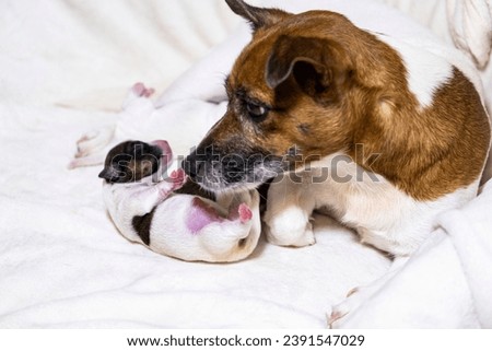 Small newborn Jack Russell Terrier puppies . A little puppy who didn't open his eyes. Puppy and mom.