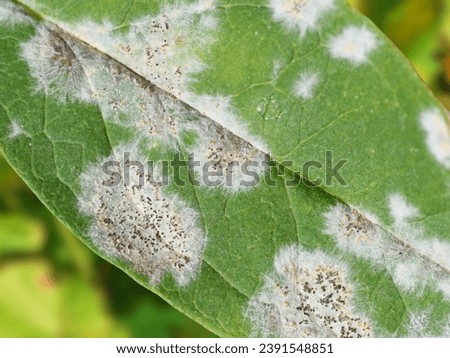 Plant  Affected Fungal Disease, Downy Mildew. Royalty-Free Stock Photo #2391548851