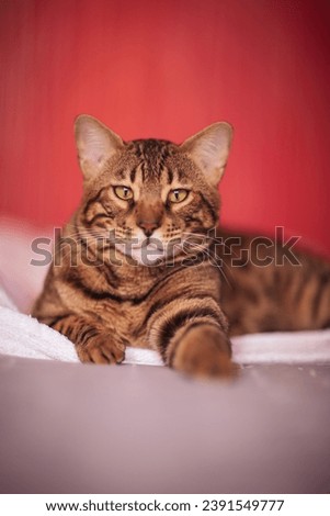 Big Bengal cat looked seriously. Rosetted Bengal Cat Laying on bed with a red background. Brown spotted tabby color. Shorthaired cat, feline litter. The concept of domestic animals, animal caring.