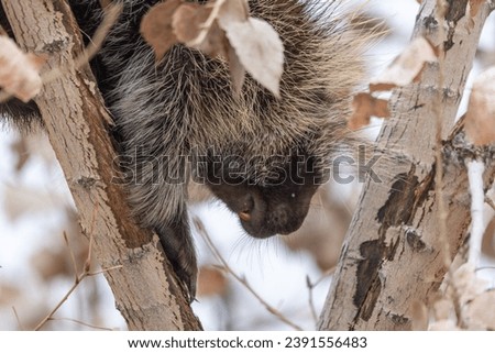 Close-up of a porcupine climbing down a tree branch in winter. The face of the porcupine is visible, as are the claws on its front paws, and a single front tooth.