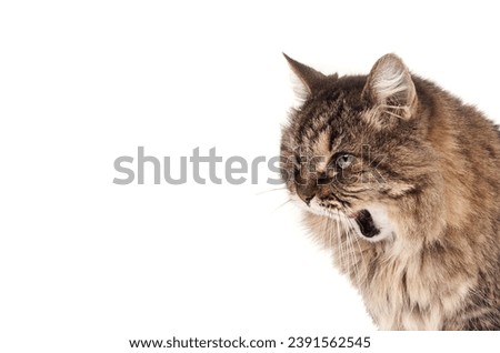 Toothless cat meowing, chirping or yawing with open mouth. Side view of cute super senior cat without any teeth. 17 years old, female tabby cat, longhair. Selective focus. White background. Royalty-Free Stock Photo #2391562545