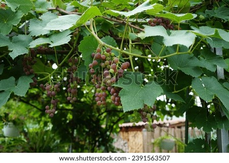 Vitis vinifera 'Einset seedless' produces delicious pink-red seedless grapes with a strawberry flavour. Vitis vinifera, the common grape vine, is a species of flowering plant. Berlin, Germany
 Royalty-Free Stock Photo #2391563507