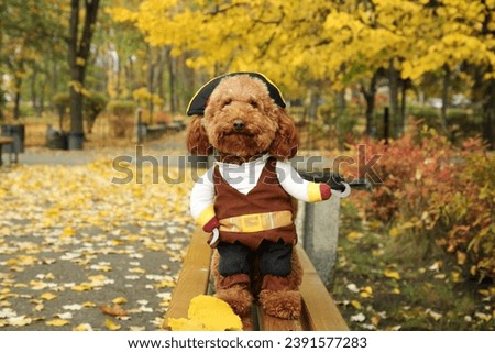 Cute dog in pirate costume on wooden bench in autumn park