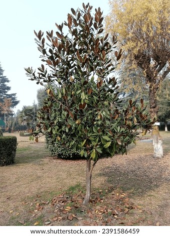 Magnolia grandiflora Little Gem in the garden Royalty-Free Stock Photo #2391586459