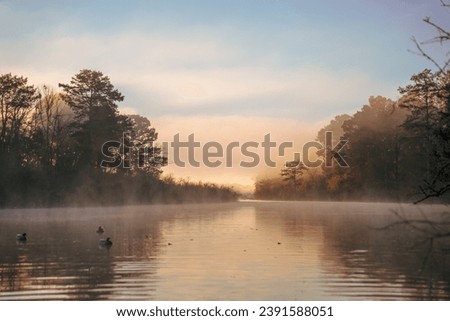 Foggy morning duck hunt on the lake.  Sunrise in the fog with cypress trees and duck decoys.