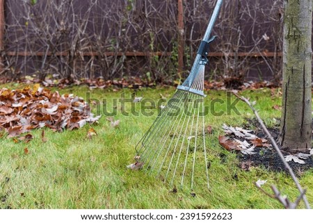 A metal rake stands upright against a tree with a pile of fallen leaves on a lawn, signaling the start of autumn garden maintenance. High quality photo