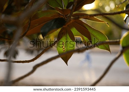 Southern sweetbay magnolia tree bush shrub with big dark green waxy leaves and yellow fruit growing in the sunset at sunset in Madrid's Retiro Park in Spain leaves brown bottom sunlight circles sunny