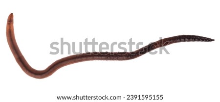 Worm isolated on white background. Detail for design. Design elements. Macro. Background for business cards, postcards and posters.