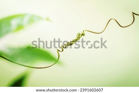 Close up of connected vine on light green background . Connected vine with shallow depth of field. Nature background with vine. Connecting with nature concept.