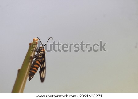 "Amata huebneri", commonly known as the wasp moth, a species of moth in the family Erebidae.