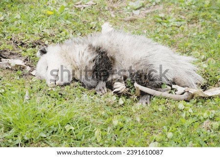 Dead Possum (Opossum - disambiguation) in the Grass	