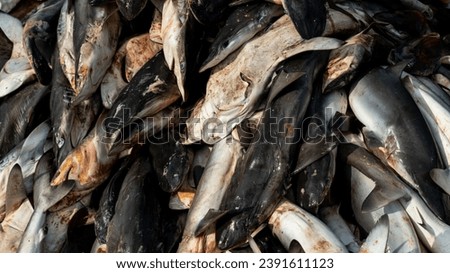Parts of killed sharks in a fishing port